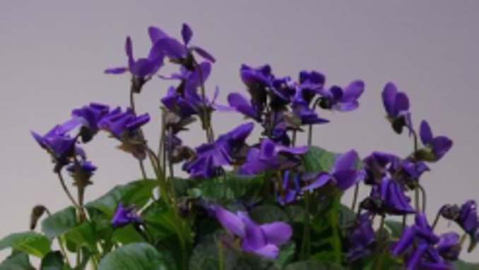 violettes.png